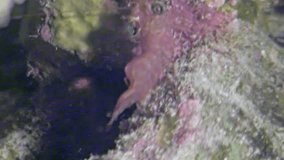 Venture into the depths of the Red Sea. Tiny shrimp are crawling amongst the coral reef, revealing a vibrant nightlife. Observe underwater ecosystems. - Powered by Shutterstock - Get 15% off with code: PIKWIZARD15