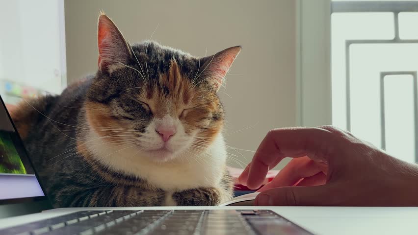 Sleepy cat sit in classic feline pose near owner laptop, get gentle strokes while owner works at desk. Warm favorite resting spot near electronics, comfort security for napping pet, work from home