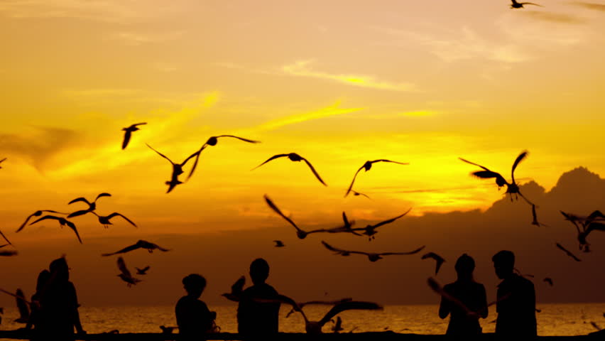 Late afternoon under the warm sunshine on the coast of Thailand
Before dusk on the coast of Thailand
Under a golden orange sky, a flock of seagulls circles a group of tourists enjoying nature 