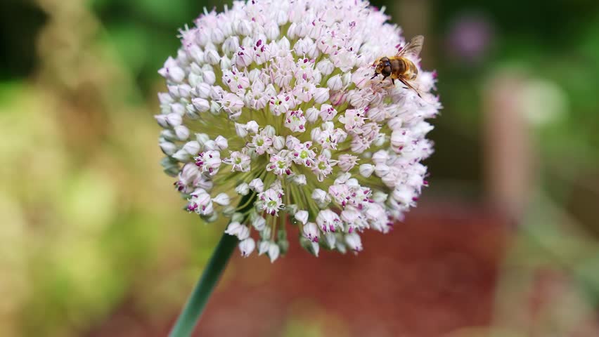 Tiny hoverflies hovering near white allium blossoms, delicately gathering nectar and pollen while supporting intricate garden ecosystem dynamics