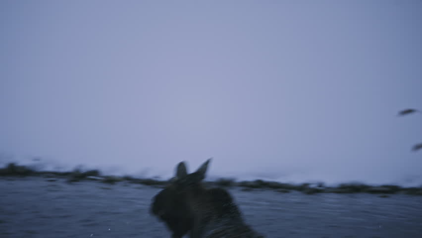 Moose Crossing River in Winter Landscape