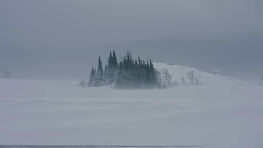 Snow Covered Pines in Blizzard in Grand Teton