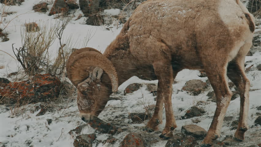 Bighorn Sheep Feeding in Snowy Terrain in Wyoming
