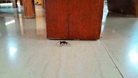 footage of a single black ant walks across a smooth white tile floor - Powered by Shutterstock - Get 15% off with code: PIKWIZARD15