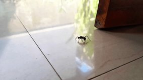 footage of a single black ant walks across a smooth white tile floor - Powered by Shutterstock - Get 15% off with code: PIKWIZARD15
