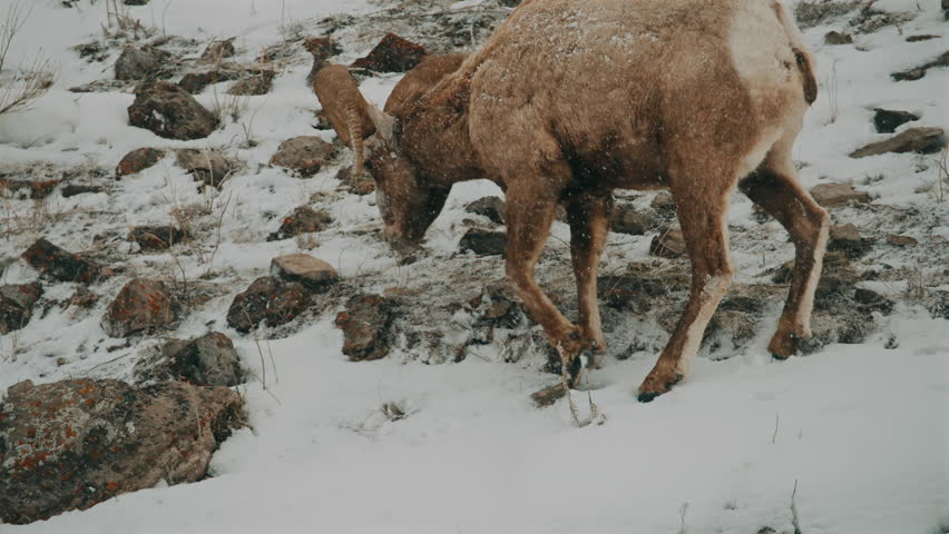 Bighorn Sheep Grazing on Rocky Snowy Slope