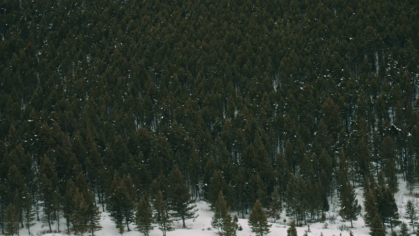 Dense Pine Forest in Winter