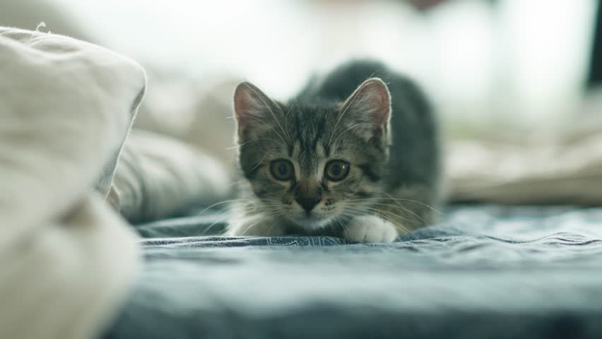 Playful kitten getting ready to charge wiggling its back
