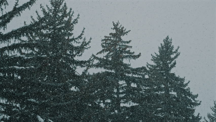 Pine Trees in Winter Storm