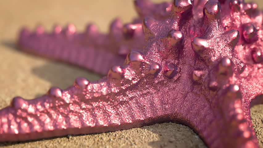 Sea star with rainbow reflections slowly crawls on sand with vivid glow, detailed surface and natural look, for wildlife promo footage