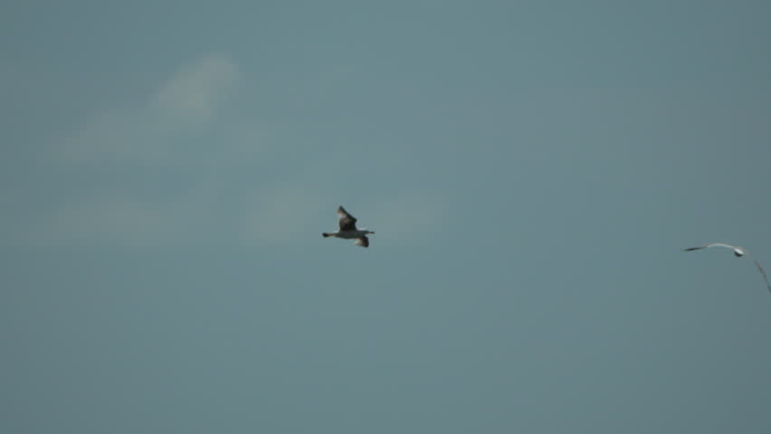 Seagull, flying, sky, two birds soar gracefully in tranquil blue atmosphere