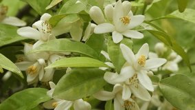 Macro footage of delicate white orange blossoms in full bloom, showcasing their soft petals and intricate structure. These fragrant citrus flowers — known as neroli — are highly valued in fine perfume - Powered by Shutterstock - Get 15% off with code: PIKWIZARD15