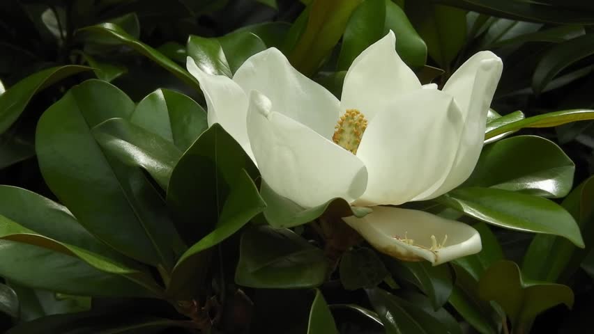 White flower of southern evergreen magnolia with glossy green leaves gently swaying in the wind. Ideal for natural beauty, botanical themes, calm garden scenes, and floral design projects.
