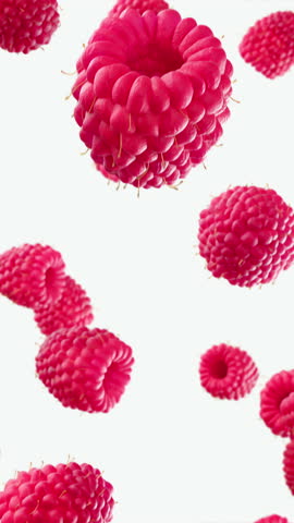 Vivid red raspberries fall on plain white background with crisp texture and strong color contrast in front view, for healthy food promo footage