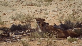 Two lioness bonding and grooming in shadow in Kgalagadi transfrontier park, South Africa; specie family of - Powered by Shutterstock - Get 15% off with code: PIKWIZARD15