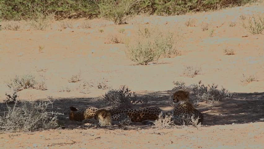 Cheetah mother with two cubs lying down under shadow in Kgalagadi transfrontier, South Africa ; Specie Acinonyx jubatus family of Felidae