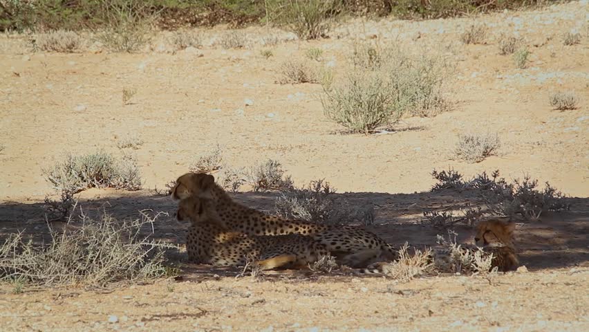 Cheetah mother with two cubs lying down under shadow in Kgalagadi transfrontier, South Africa ; Specie Acinonyx jubatus family of Felidae