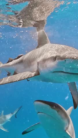 Predatory shark eats its prey in the ocean. Reef sharks and other fish in the indian ocean off the coast of the Seychelles. Underwater vertical slow motion shot