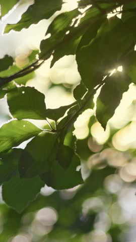 Vertical shot. Sunlight filters through lush green leaves, forest during early morning. Green leaves swaying in the wind, soft sun beams breaks through