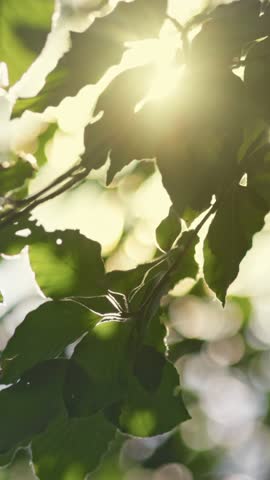 Vertical shot. Sunlight filters through lush green leaves, forest during early morning. Green leaves swaying in the wind, soft sun beams breaks through
