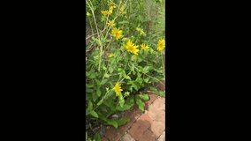 Creeping zinnias (binomial name: Sanvitalia procumbent) in close-up and among other ornamental plants along a path in a subtropical garden in July, southwest Florida. 4K vertical video, tilting shot. - Powered by Shutterstock - Get 15% off with code: PIKWIZARD15