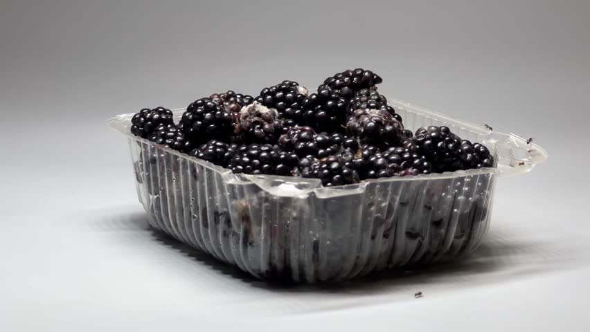 plastic container with moldy blackberries