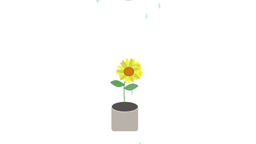 Animated vector of a sunflower being watered by falling rain under a dark cloud. Transparent background. Perfect for eco, nature, or emotional concept visuals.