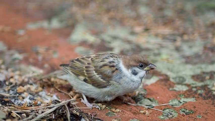 A fledgling sparrow comes to on the ground after hitting a window in a house