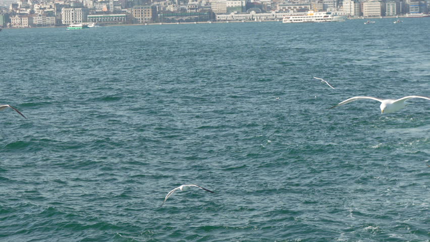 Seagulls Istanbul Bosphorus: Two seagulls flying over the Bosphorus Strait in Istanbul, Turkey.