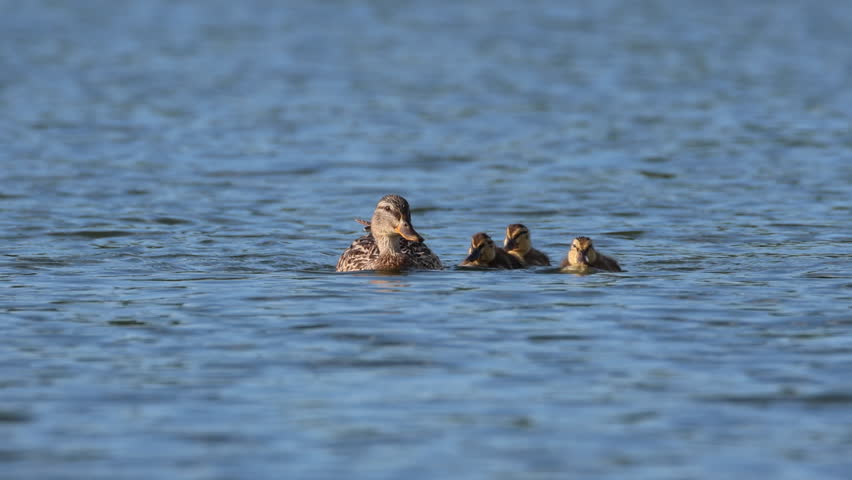An adult female Mallard swims in the lake with her ducklings, heading toward the camera lens on a sunny summer evening.
