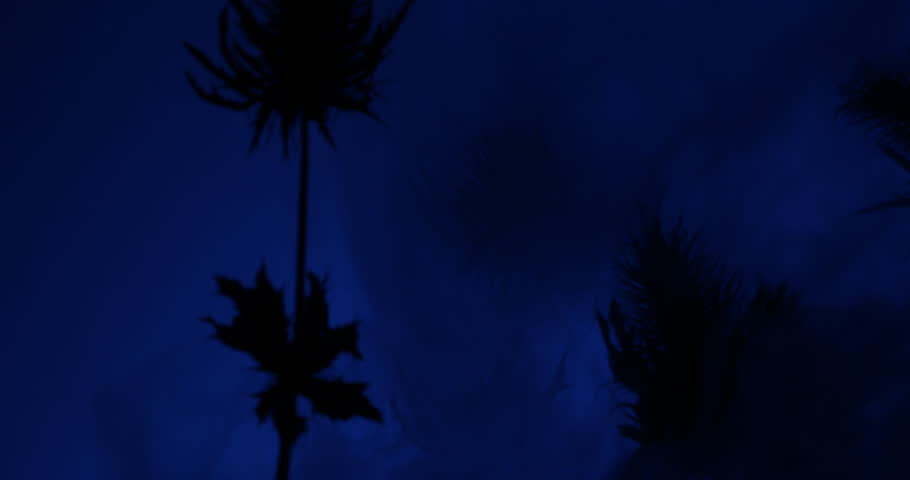 Dark mysterious Sea Holly Thistles Silhouettes sliding over abstract background with parallax effect and smoke
