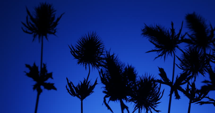 Dark mysterious Sea Holly Thistles Silhouettes sliding over abstract background with parallax effect