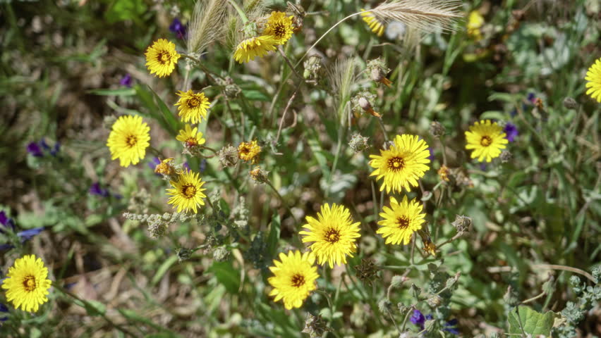 Vibrant yellow wild flowers bloom under the sunny outdoors in torrevieja, spain, surrounded by natural greenery and capturing the essence of mediterranean flora.