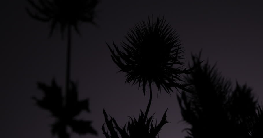 Dark mysterious Sea Holly Thistles Silhouettes sliding over abstract background with parallax effect 
