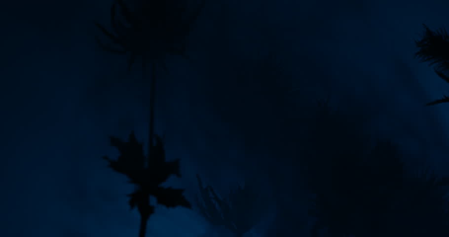 Dark mysterious Sea Holly Thistles Silhouettes sliding over abstract background with parallax effect and smoke
