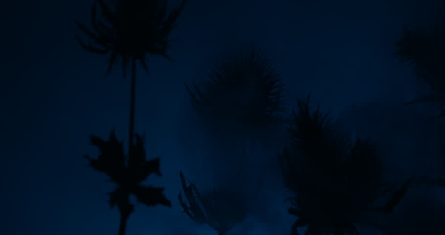 Dark mysterious Sea Holly Thistles Silhouettes sliding over abstract background with parallax effect and smoke
