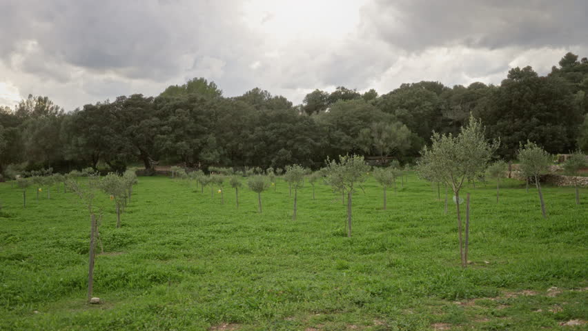 Lush olive trees in a mediterranean field under a cloudy sky with vibrant green grass and dense forest in the background showcasing natural beauty of the countryside