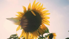 Sunflowers at sunset, Fields with sunflowers in the summer, Agricultural industry, production of sunflower oil, Backlit of lens flare, 4K slow motion - Powered by Shutterstock - Get 15% off with code: PIKWIZARD15