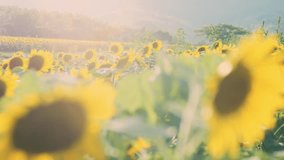 Sunflowers at sunset, Fields with sunflowers in the summer, Agricultural industry, production of sunflower oil, Backlit of lens flare, 4K slow motion - Powered by Shutterstock - Get 15% off with code: PIKWIZARD15