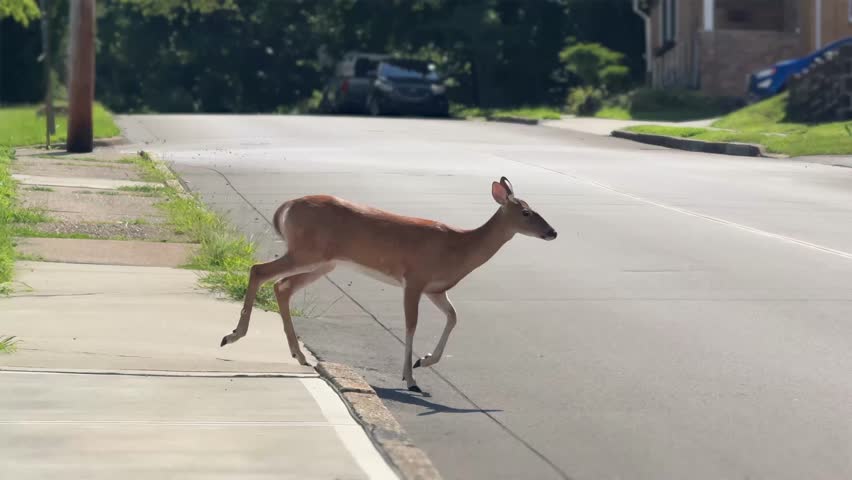 deer, street crossing, suburban, residential, neighborhood, animal, wildlife, road, daylight, nature, city life, urban wildlife, white-tailed deer, crosswalk, mammal, outdoor, peaceful, unexpected.
