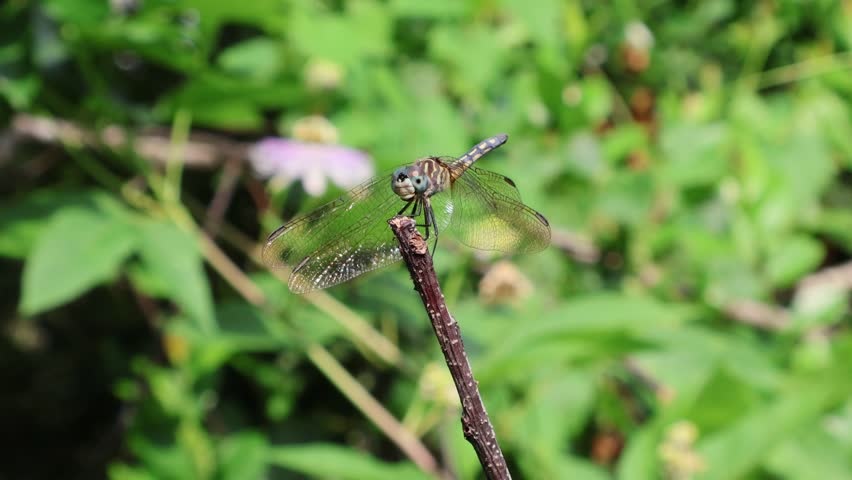 A giant blue dasher dragonfly delicately balances on the very tip of a slender twig, its gossamer wings catching the light. Florida, June 18, 2025