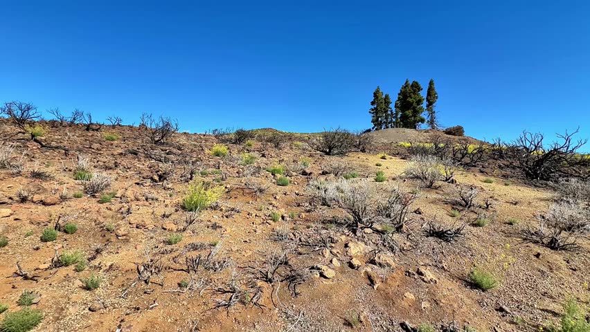A dry and desolate landscape showcasing burnt vegetation with patches of new growth beneath a clear blue sky