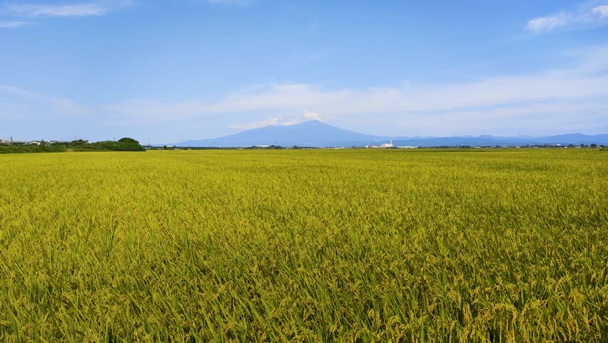 Shonai Plain and Mt. Chokai in autumn, Yamagata prefecture Japan