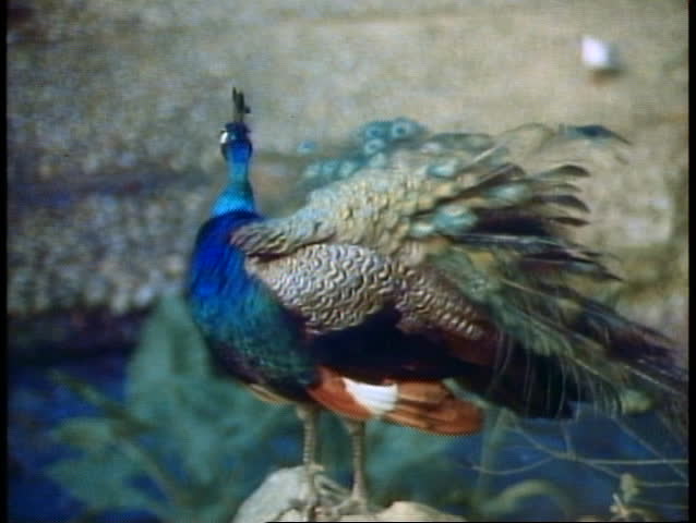 A peacock in Singapore