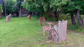 family of deer grazing in backyard with tree stump - Powered by Shutterstock - Get 15% off with code: PIKWIZARD15