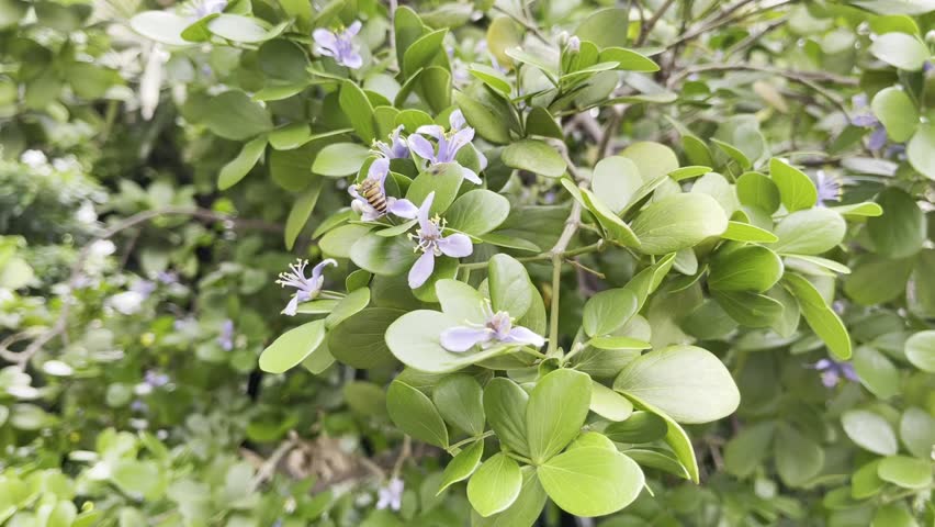 Bee eating lignum vitae flower nectar