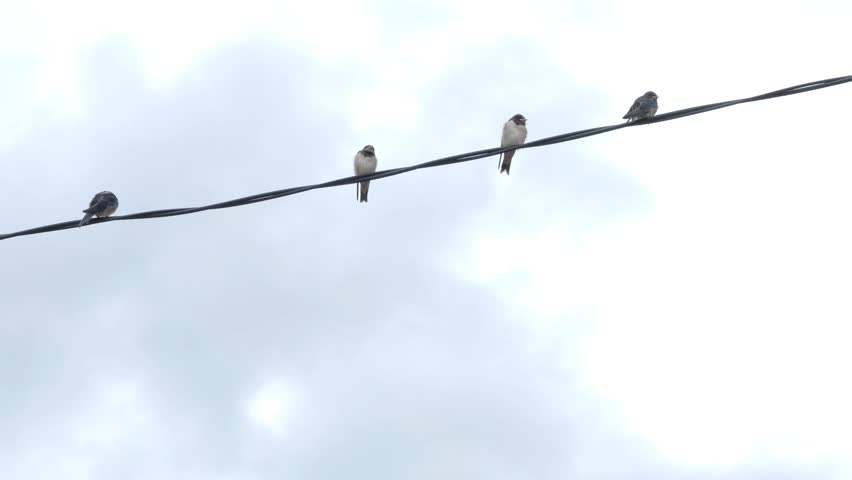 Four birds sitting on a telephone wire
