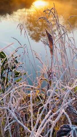  incredibly beautiful morning on the shore of a small pond. grass in hoarfrost, late autumn, warm rays of the sun through the branches of trees, haze over the water. November