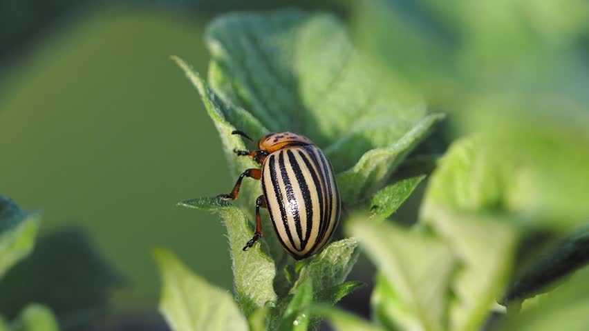 Real Footage – Leptinotarsa decemlineata (Colorado Potato Beetle) and Larvae Eating Potato Leaves (Macro Close-Up)