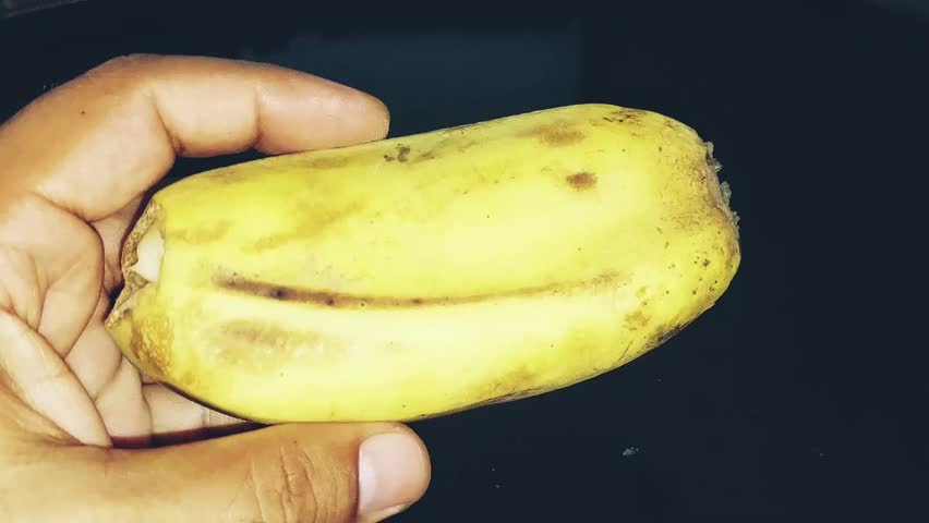 a unique and unusually shaped double or fused mutant banana fruit, showcasing a rare natural deformity often caused by genetic mutation or hormonal imbalance